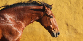Trust-your-Horse - Dehnungshaltung und MEHR